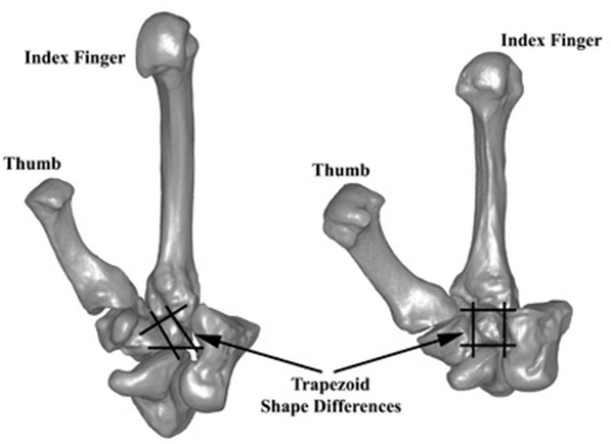 Floresinihmisen ja vanhempien ihmisapinoiden käden monikulmaluu on muodoltaan kiilamainen (vasen), nykyihmisellä ja neandertalilaisella saapasmainen (oikea). Kuva: <span class="photographer">Science</span>