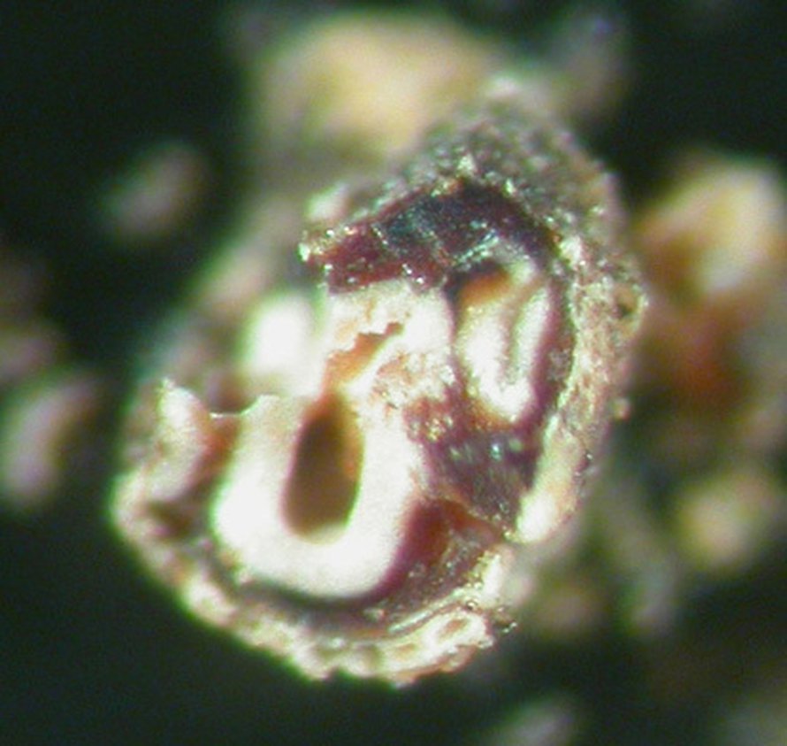 Fossiloitunutta luuydintä. Kuva: <span class="photographer">Maria McNamara</span>