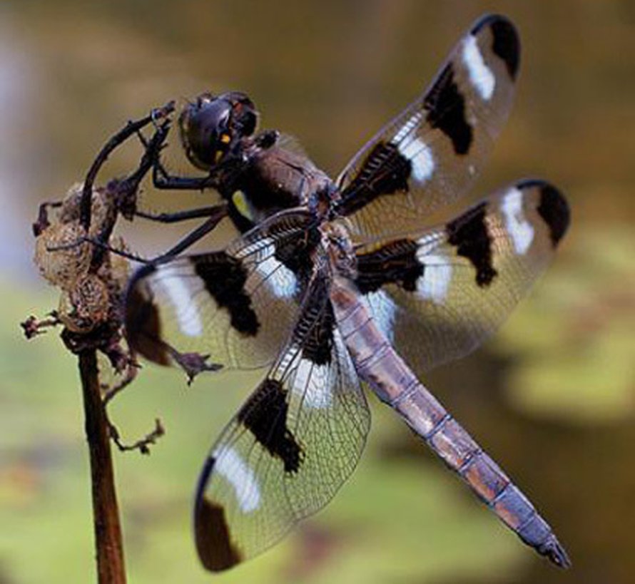 Sudenkorento Libellula pulchella.