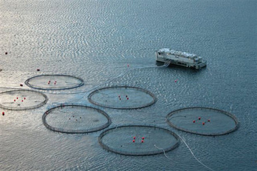 Kalanviljelyä Färsaarilla. Kuva: <span class="photographer"><A HREF=http://fi.wikipedia.org/wiki/Tiedosto:Faroese.fishfarm.jpg>Wikimedia Commons</A>.</span>