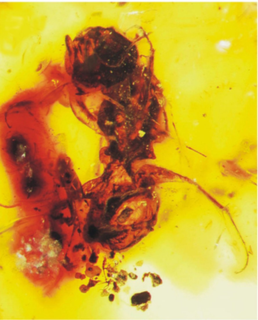 Melittosphex burmensis. Kuva: <span class="photographer">Science</span>