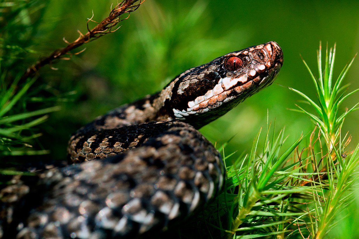 Suolisto ei sulata. Kuva: Getty Images