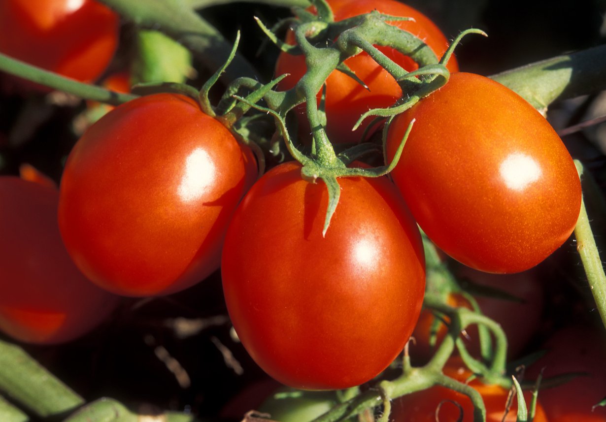 Jos haluat pilata tomaatin maun, pistä se jääkaappiin. Kuva: Penny Greb, USDA ARS