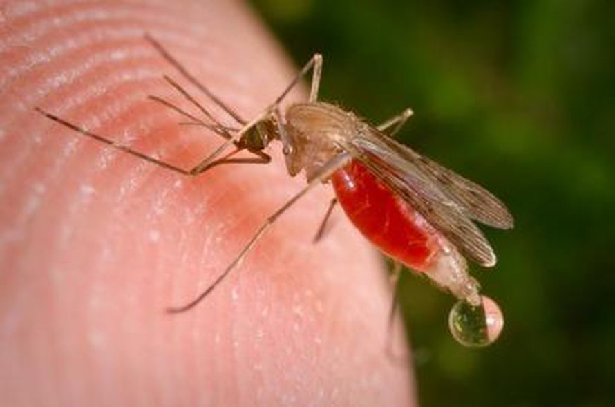 Kuva: <span class="photographer">CDC.</span>