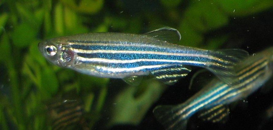 Seeprakala.