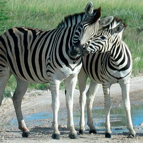 Kuva: <span class="photographer">Wikimedia Commons</span>