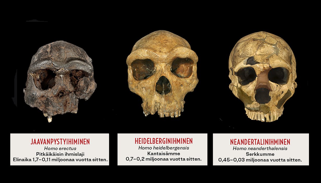 Oma lajimme Homo sapiens syntyi noin 350 000 vuotta sitten. Miten meidän käynee?