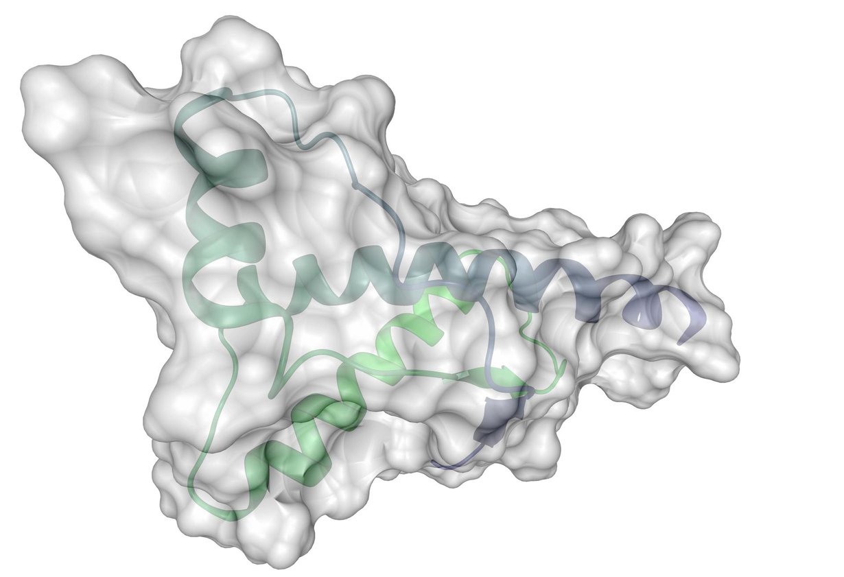 Proteiinin rakenne ratkaisee, miten se toimii. Kuva: Shutterstock