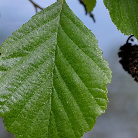 Salaisuus löytyy juurista. Kuva: <span class="photographer">Shutterstock</span>
