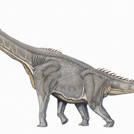 Brachiosaurus altithorax. Kuva: <span class="photographer">Wikimedia Commons</span>
